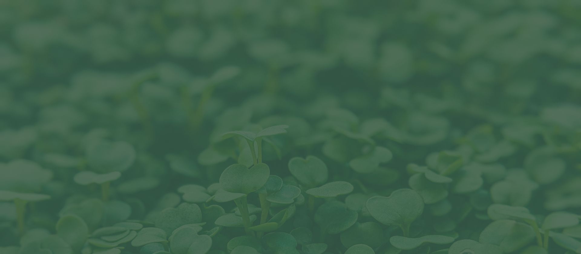 bgweb4