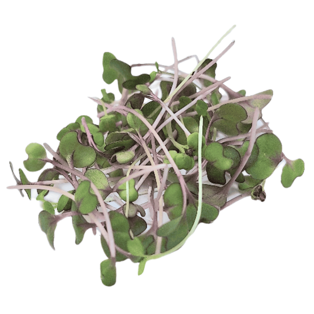Col Morada Microgreen