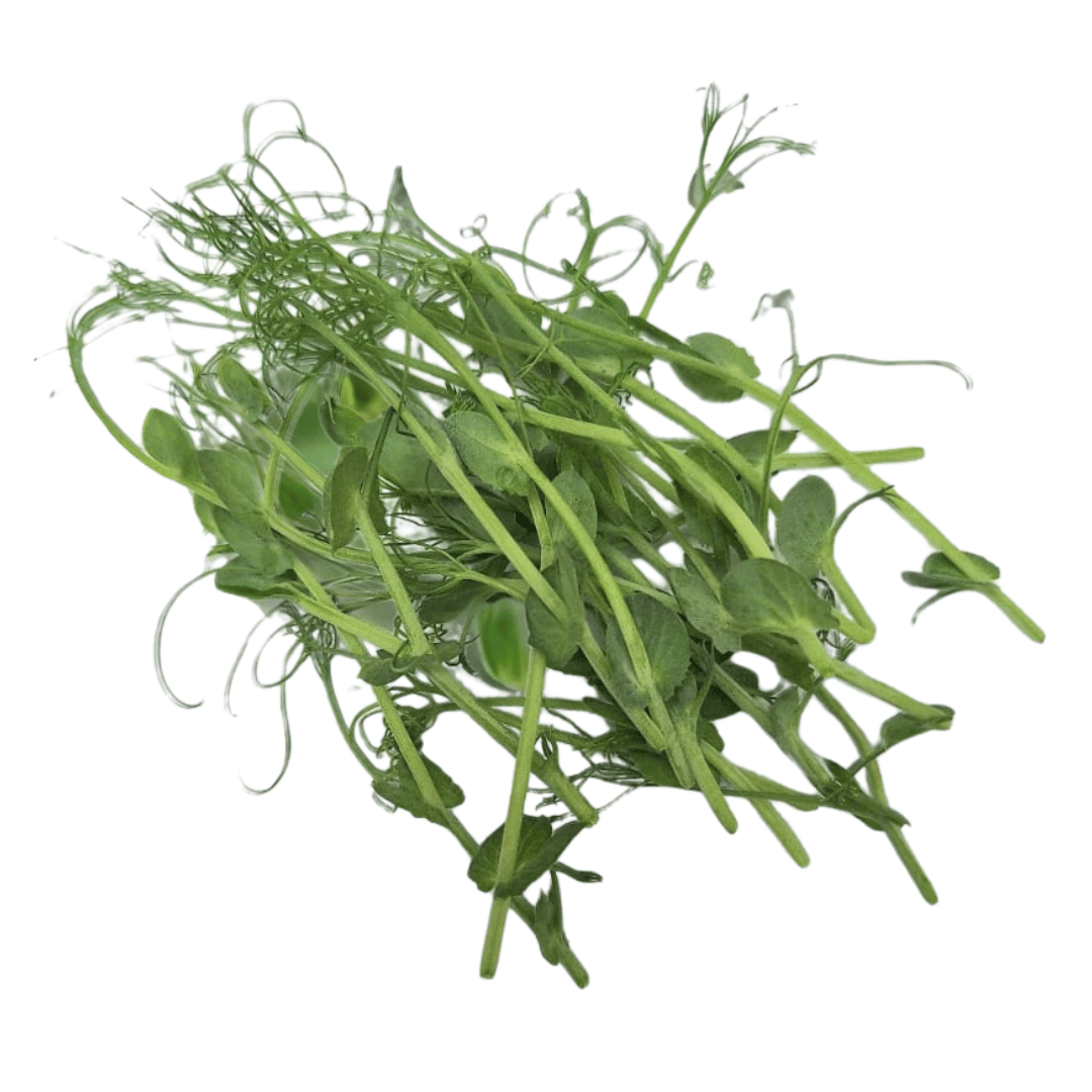 Chícharo Microgreen