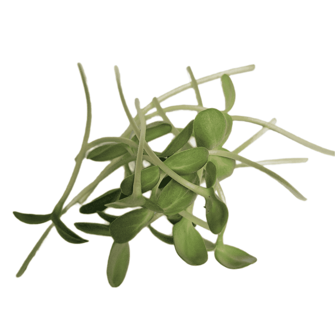 Girasol Microgreen