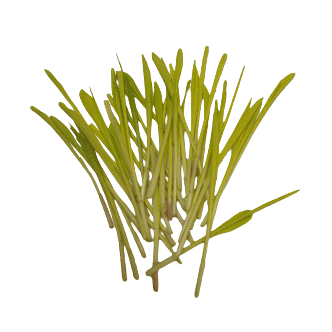 Maíz Microgreen