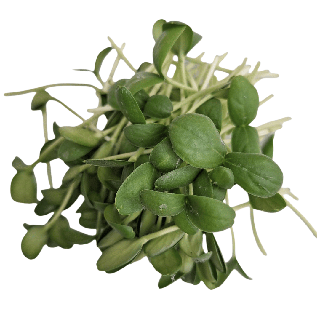 Melón Microgreen