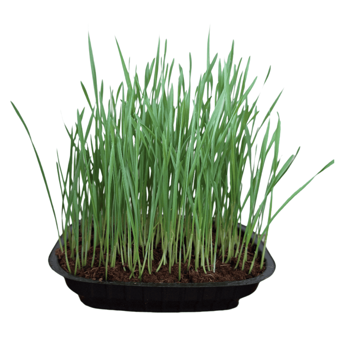 Pasto de Trigo Microgreen