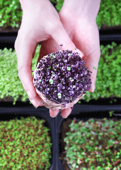 microgreens-alocasia