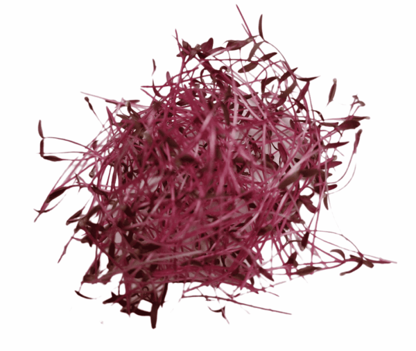 Amaranto Microgreen