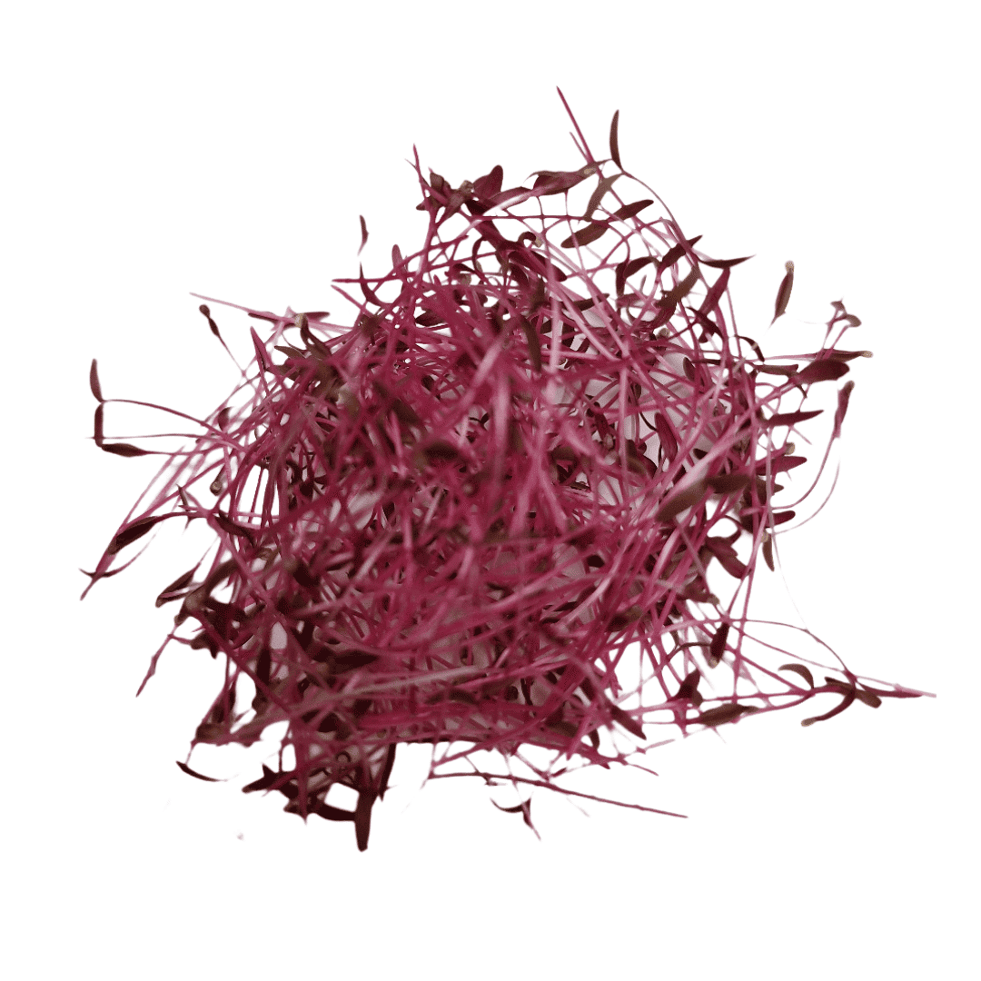 Amaranto Microgreen