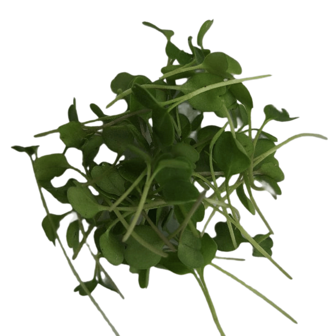 Arúgula Microgreen