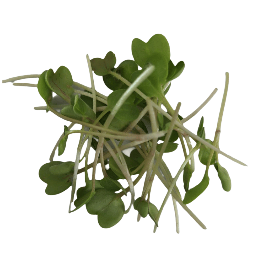 Rábano Microgreen