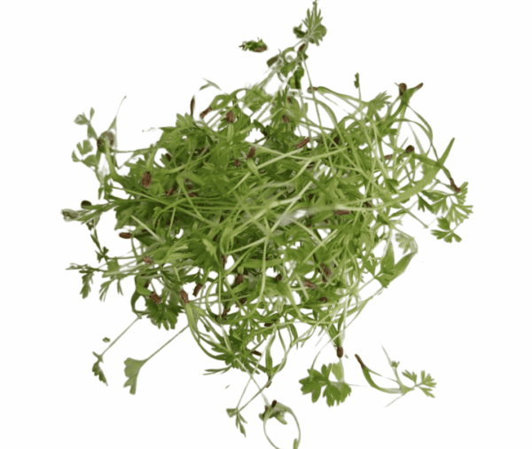 Zanahoria Microgreen