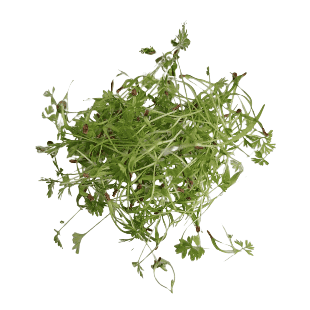 Zanahoria Microgreen